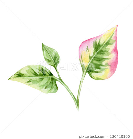 Green and pink heart-shaped Houttuynia cordata leaves on stem in watercolor clipart, hand drawn botanical element perfect for packaging, textile prints, wedding invitations, labels and crafts. 130410300