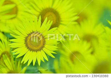 Speaking of summer sunflower Speaking of summer sunflower 130410360