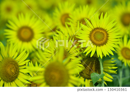 Speaking of summer sunflower Speaking of summer sunflower 130410361