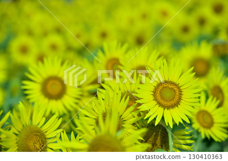 Speaking of summer sunflower 130410363