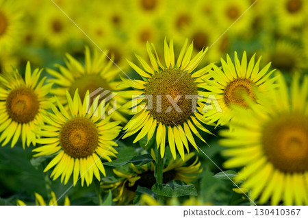 說到夏天的向日葵 130410367