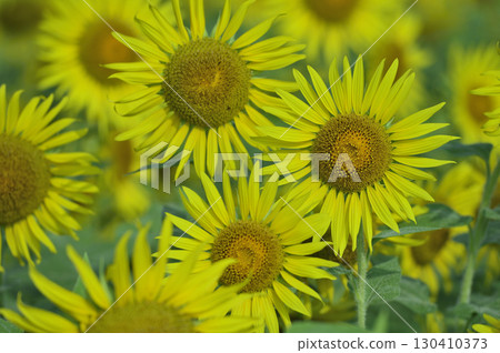 說到夏天的向日葵 130410373