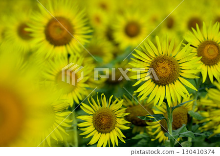 說到夏天的向日葵 130410374