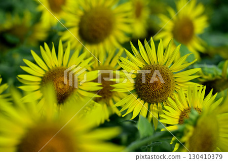 Speaking of summer sunflower Speaking of summer sunflower 130410379