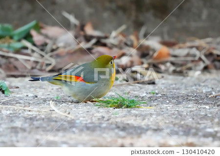 可愛又美麗的紅嘴豹，它從哪裡冒出來就停在我的面前 130410420
