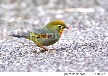 A cute and beautiful red-billed leopard that came out of nowhere and stopped in front of me 130410424