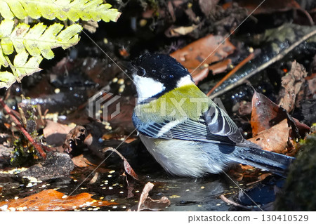 Great tit 130410529