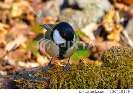 大山雀 大山雀 130410536