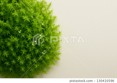 帶有閃閃發光的水滴和背景邊緣的泥炭蘚的特寫 帶有閃閃發光的水滴和背景邊緣的泥炭蘚的特寫 130410596
