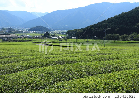 茶園 茶園 130410625