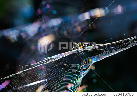 發光的蜘蛛網 發光的蜘蛛網 130410796