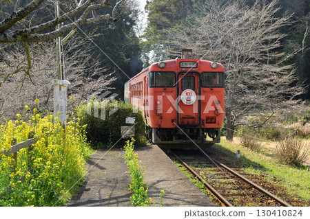 Yellow rape blossoms bloom at Itabu Station on the Kominato Railway, where a Kiha 40 series train bound for Kazusa-Nakano departs. 130410824