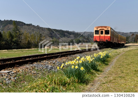 晴朗的春日,小湊鐵道KIHA200系列柴油列車行駛在水仙花盛開的石上油菜花田中。 晴朗的春日,小湊鐵道KIHA200系列柴油列車行駛在水仙花盛開的石上油菜花田中。 130410826