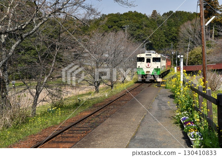 小湊鐵道板部站的黃色油菜花盛開,一輛開往上總中野方向的KIHA40系列列車在此停靠。 小湊鐵道板部站的黃色油菜花盛開,一輛開往上總中野方向的KIHA40系列列車在此停靠。 130410833