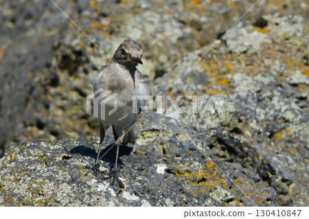 Black-backed wagtail Black-backed wagtail 130410847