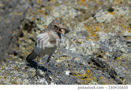 Black-backed wagtail 130410850
