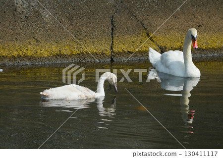 Swan Swan 130411117