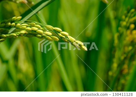 Rice plants growing despite the intense heat Rice plants growing despite the intense heat 130411128