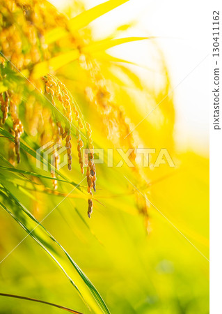[Autumn Material] Drooping rice ears in a rice paddy at the beginning of harvest [Nagano Prefecture] 130411162