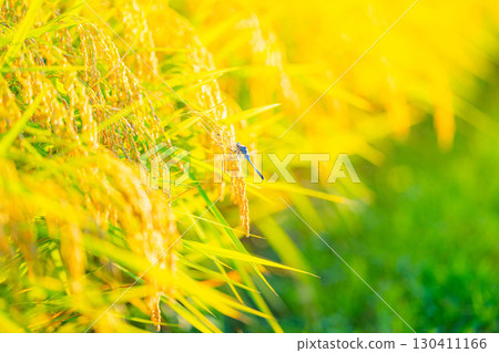 [秋季素材] 收成初期，稻田裡垂下的稻穗 [長野縣] 130411166