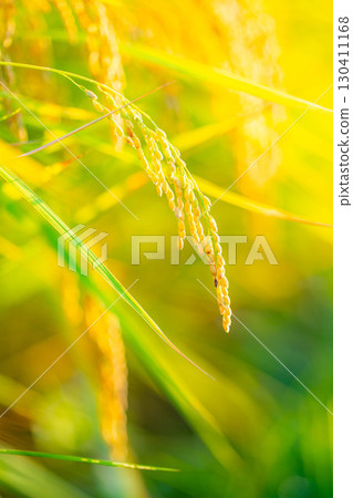 [Autumn Material] Drooping rice ears in a rice paddy at the beginning of harvest [Nagano Prefecture] 130411168