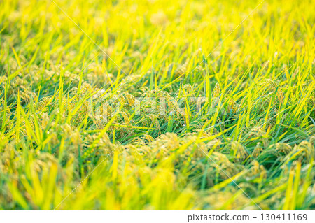 [Autumn Material] Drooping rice ears in a rice paddy at the beginning of harvest [Nagano Prefecture] 130411169