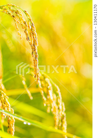 [Autumn Material] Drooping rice ears in a rice paddy at the beginning of harvest [Nagano Prefecture] 130411170