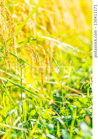 [Autumn Material] Drooping rice ears in a rice paddy at the beginning of harvest [Nagano Prefecture] 130411171