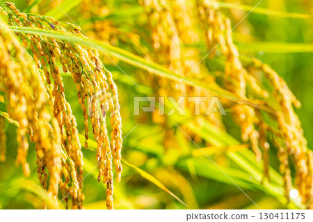 [Autumn Material] Drooping rice ears in a rice paddy at the beginning of harvest [Nagano Prefecture] 130411175