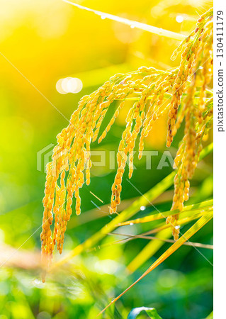 [Autumn Material] Drooping rice ears in a rice paddy at the beginning of harvest [Nagano Prefecture] 130411179