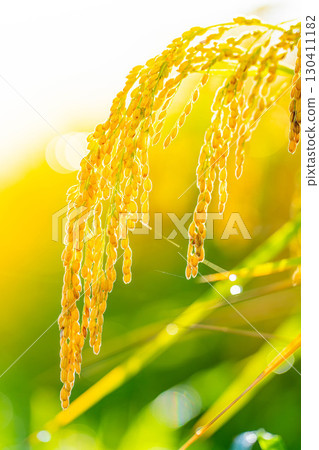 [秋季素材] 收成初期，稻田裡垂下的稻穗 [長野縣] 130411182