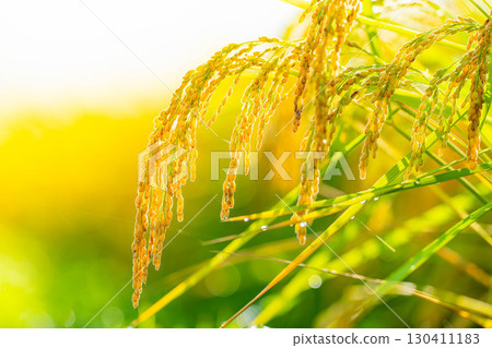 [Autumn Material] Drooping rice ears in a rice paddy at the beginning of harvest [Nagano Prefecture] 130411183