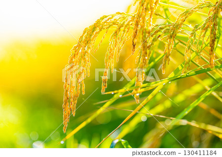 [Autumn Material] Drooping rice ears in a rice paddy at the beginning of harvest [Nagano Prefecture] 130411184