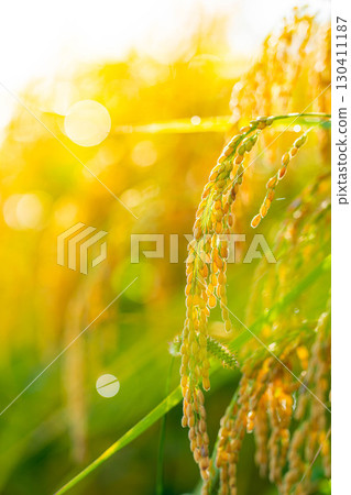 [Autumn Material] Drooping rice ears in a rice paddy at the beginning of harvest [Nagano Prefecture] 130411187