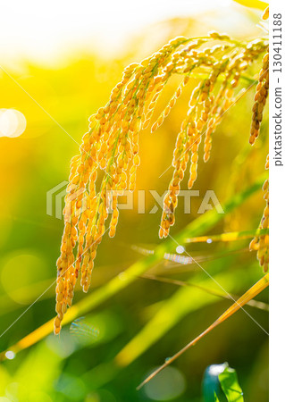 [Autumn Material] Drooping rice ears in a rice paddy at the beginning of harvest [Nagano Prefecture] 130411188