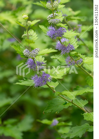 藍色的花 130411302