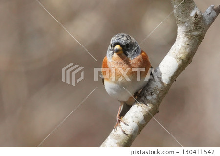 A cute and beautiful brambling that came out of nowhere and stopped in front of me 130411542