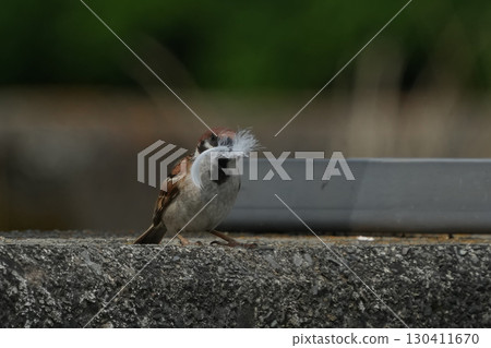 Sparrow Sparrow 130411670