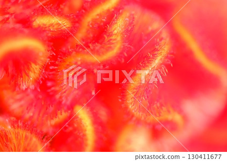 A blazing flame-like flower 130411677