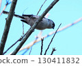 A cute and beautiful long-tailed tit that came out of nowhere and stopped in front of me 130411832