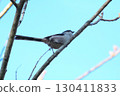 A cute and beautiful long-tailed tit that came out of nowhere and stopped in front of me 130411833