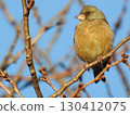 A cute stonefinch that shows off its original existence in the blue sky 130412075