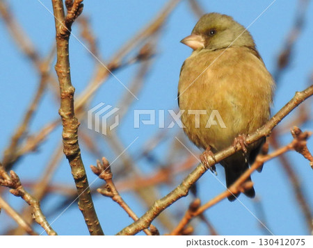 一隻可愛的石雀,在藍天中展現出它原來的存在 一隻可愛的石雀,在藍天中展現出它原來的存在 130412075