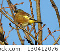 A cute stonefinch that shows off its original existence in the blue sky 130412076