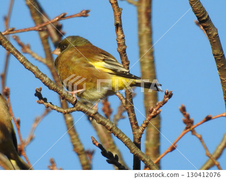 一隻可愛的石雀，在藍天中展現出它原來的存在 130412076