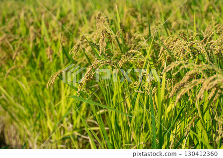 Fruit rice plant 130412360