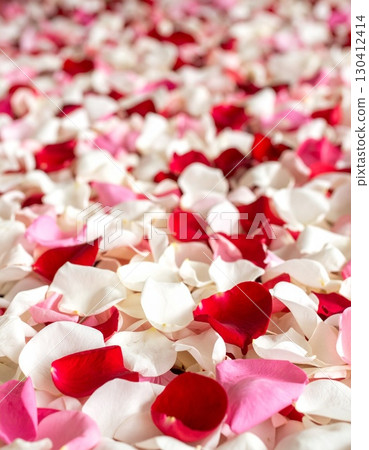 White, red and pink rose petals 130412414