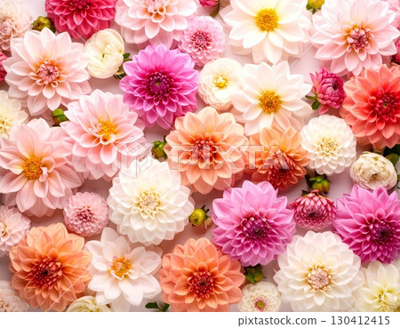 Many dahlia 130412415