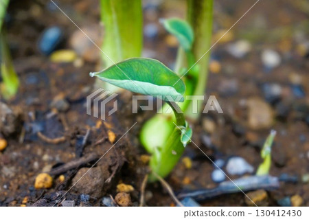 Hoopoe, eight-headed, eight-headed, taro, taro 130412430