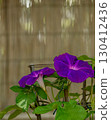 Morning glories shining through the bamboo blinds 130412436